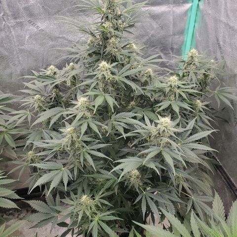 Zamaldiberry Auto 🍒 1 growlog timeline photo