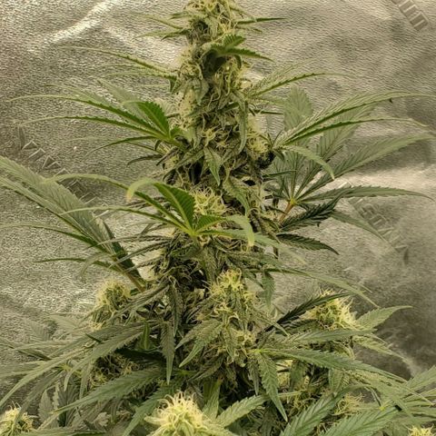 Zamaldiberry Auto 🍒 1 growlog timeline photo