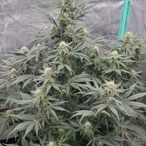 Zamaldiberry Auto 🍒 1 growlog timeline photo