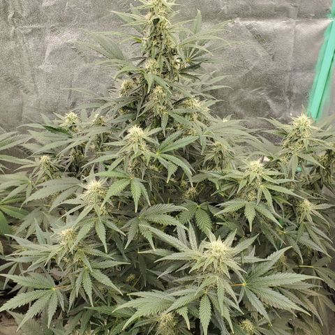 Zamaldiberry Auto 🍒 1 growlog timeline photo
