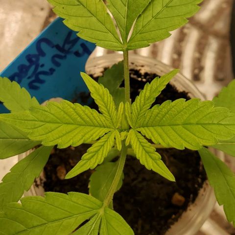 Dragon Mints 4💥 [4/29] growlog timeline photo