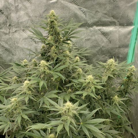 Zamaldiberry Auto 🍒 1 growlog timeline photo