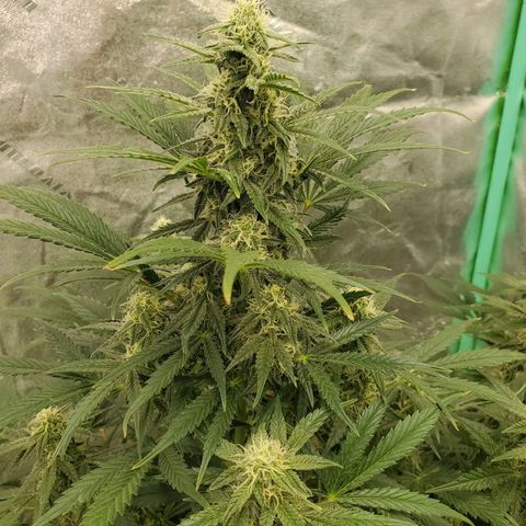 Zamaldiberry Auto 🍒 1 growlog timeline photo