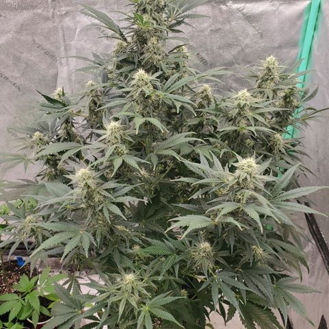 Zamaldiberry Auto 🍒 1 growlog timeline photo