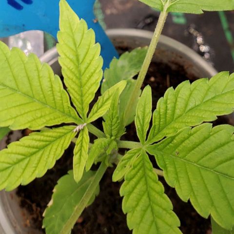 Dragon Mints 4💥 [4/29] growlog timeline photo