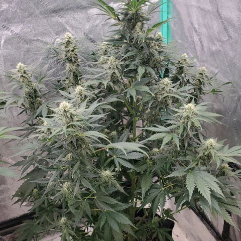 Zamaldiberry Auto 🍒 1 growlog timeline photo