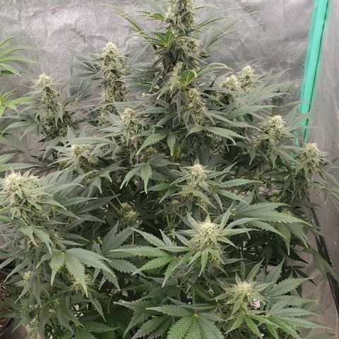 Zamaldiberry Auto 🍒 1 growlog timeline photo
