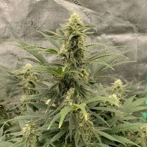 Zamaldiberry Auto 🍒 1 growlog timeline photo