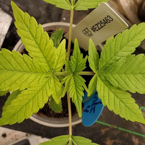 Dragon Mints 4💥 [4/29] growlog timeline photo