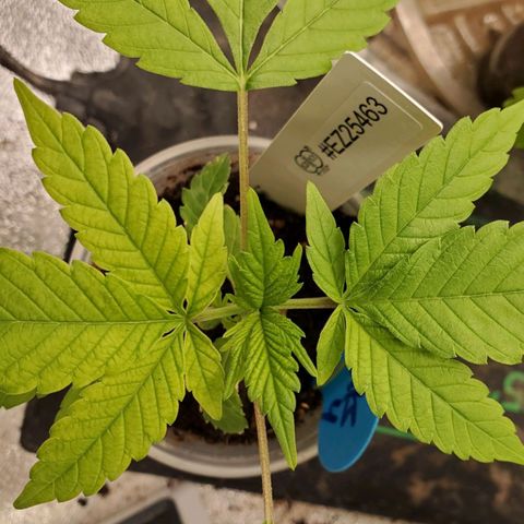 Dragon Mints 4💥 [4/29] growlog timeline photo