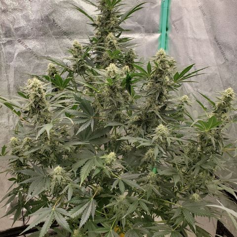 Zamaldiberry Auto 🍒 1 growlog timeline photo