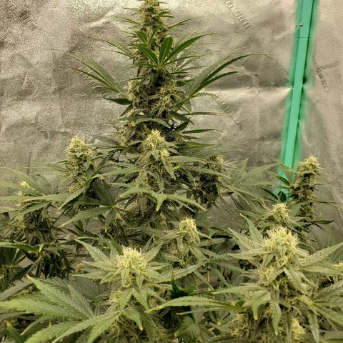 Zamaldiberry Auto 🍒 1 growlog timeline photo