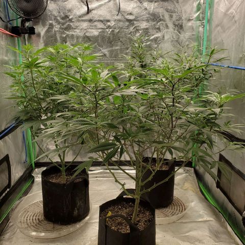 Dragon Fruit 🐲 5a growlog timeline photo