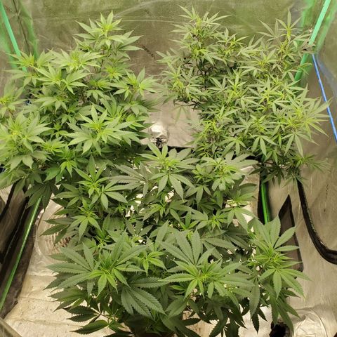 Dragon Fruit 🐲 5a growlog timeline photo