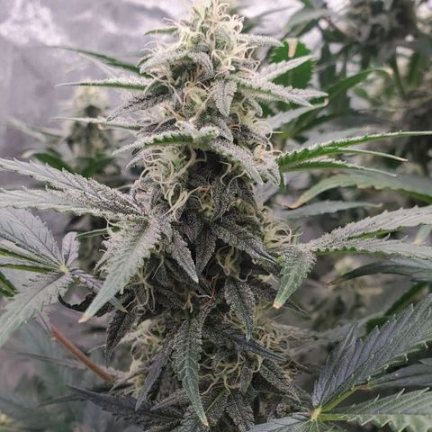 Zamaldiberry Auto 🍒 1 growlog timeline photo