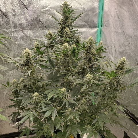Zamaldiberry Auto 🍒 1 growlog timeline photo