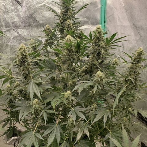 Zamaldiberry Auto 🍒 1 growlog timeline photo