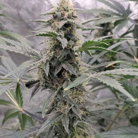 Zamaldiberry Auto 🍒 1 growlog timeline photo