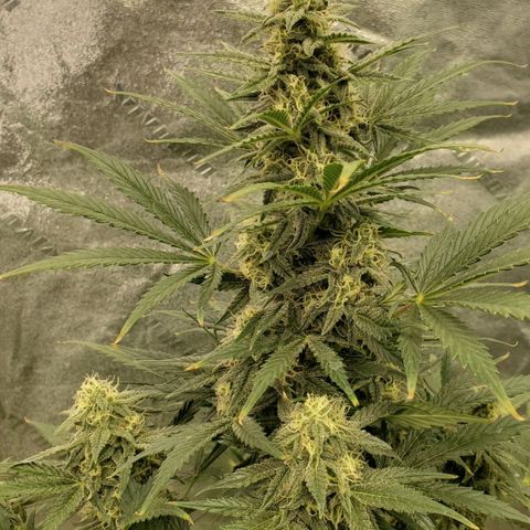 Zamaldiberry Auto 🍒 1 growlog timeline photo