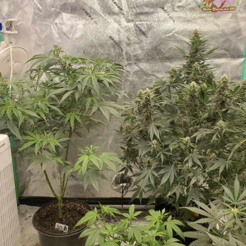 Zamaldiberry Auto 🍒 1 growlog timeline photo