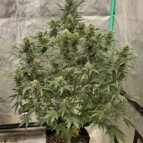Zamaldiberry Auto 🍒 1 growlog timeline photo