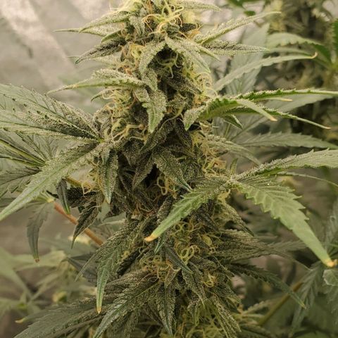 Zamaldiberry Auto 🍒 1 growlog timeline photo