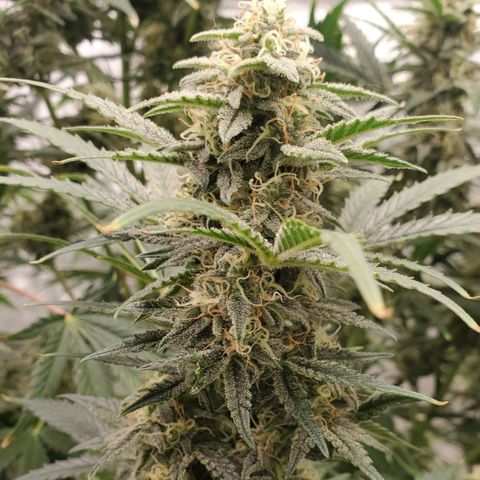 Zamaldiberry Auto 🍒 1 growlog timeline photo