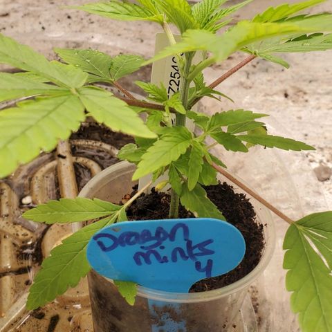 Dragon Mints 4💥 [4/29] growlog timeline photo