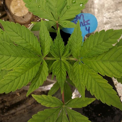 Dragon Mints 4💥 [4/29] growlog timeline photo