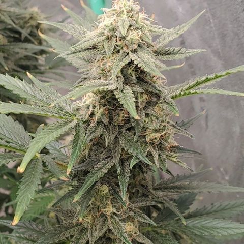 Zamaldiberry Auto 🍒 1 growlog timeline photo