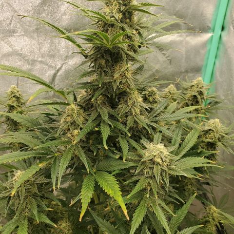 Zamaldiberry Auto 🍒 1 growlog timeline photo