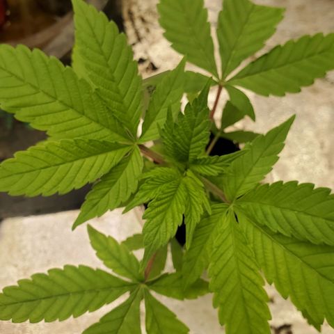 Dragon Mints 4💥 [4/29] growlog timeline photo