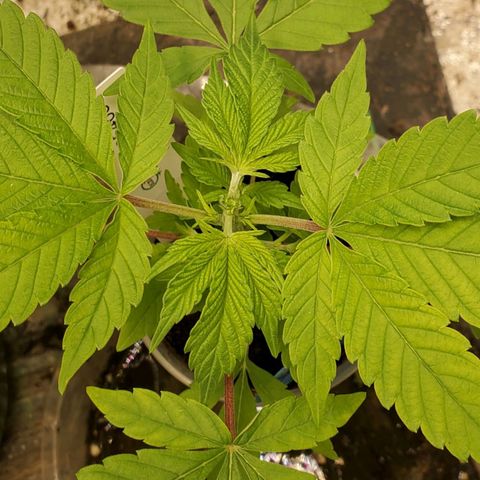 Dragon Mints 4💥 [4/29] growlog timeline photo