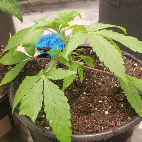 Dragon Mints 4💥 [4/29] growlog timeline photo