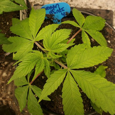 Dragon Mints 4💥 [4/29] growlog timeline photo