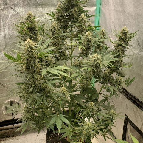 Zamaldiberry Auto 🍒 1 growlog timeline photo