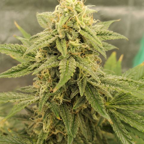 Zamaldiberry Auto 🍒 1 growlog timeline photo