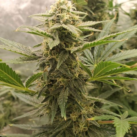 Zamaldiberry Auto 🍒 1 growlog timeline photo