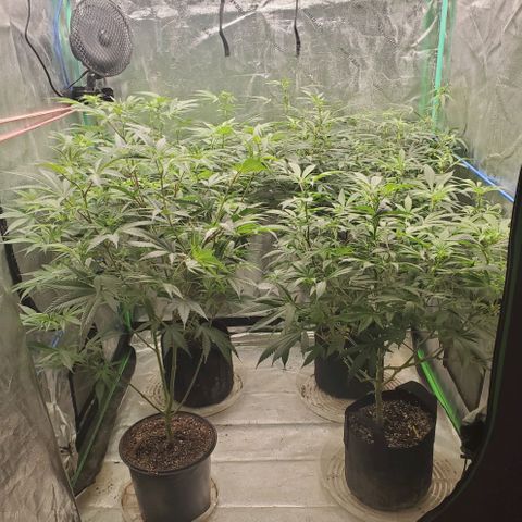 Dragon Fruit 🐲 5a growlog timeline photo
