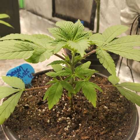 Dragon Mints 4💥 [4/29] growlog timeline photo