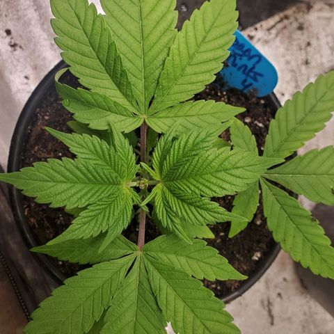 Dragon Mints 4💥 [4/29] growlog timeline photo