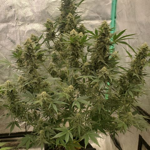 Zamaldiberry Auto 🍒 1 growlog timeline photo
