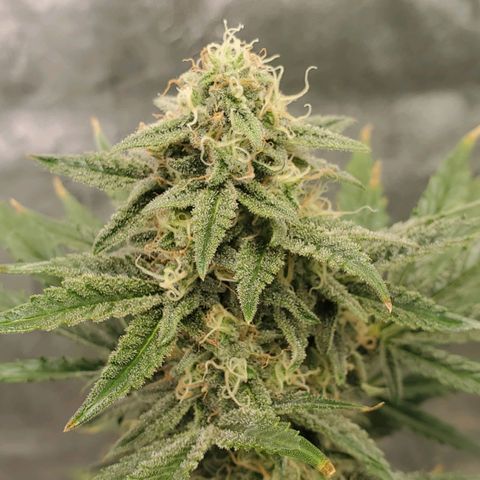Zamaldiberry Auto 🍒 1 growlog timeline photo
