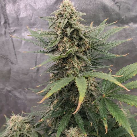 Zamaldiberry Auto 🍒 1 growlog timeline photo