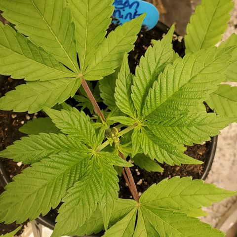Dragon Mints 4💥 [4/29] growlog timeline photo