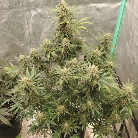 Zamaldiberry Auto 🍒 1 growlog timeline photo