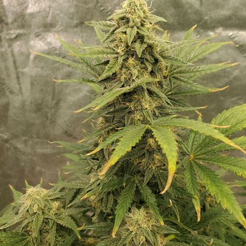 Zamaldiberry Auto 🍒 1 growlog timeline photo