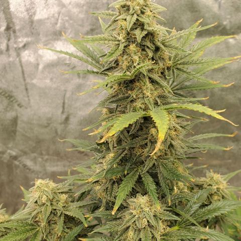 Zamaldiberry Auto 🍒 1 growlog timeline photo