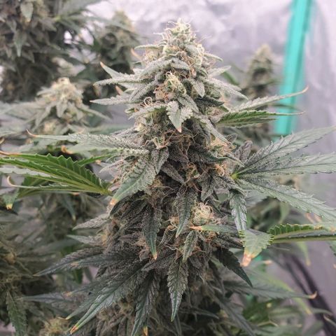 Zamaldiberry Auto 🍒 1 growlog timeline photo