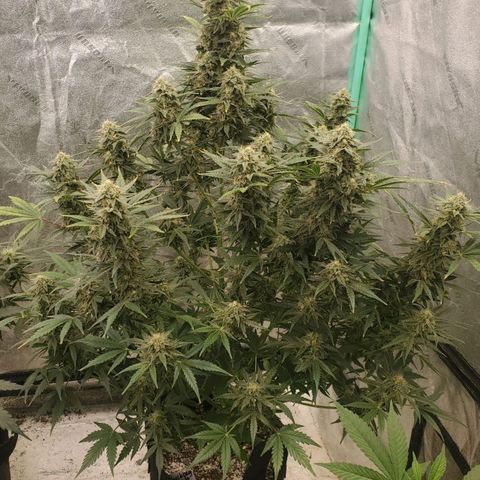 Zamaldiberry Auto 🍒 1 growlog timeline photo